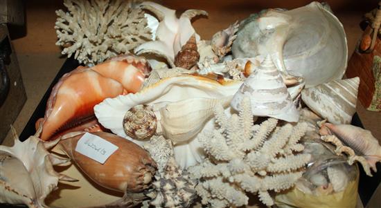 Quantity of shells - various